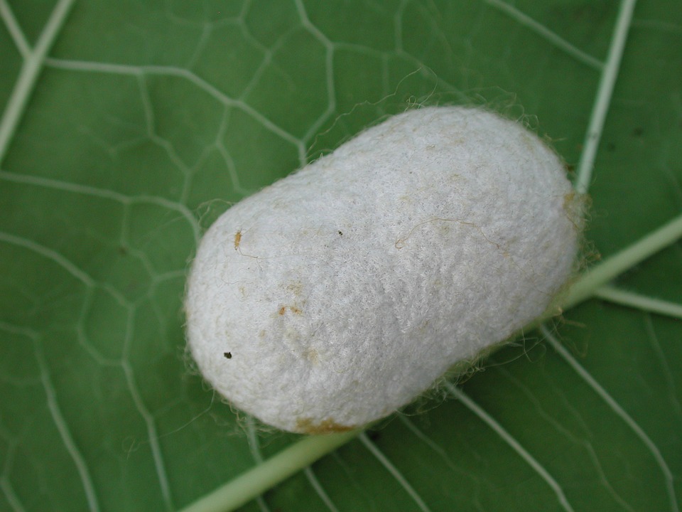 HSN Code for Silkworm Cocoon